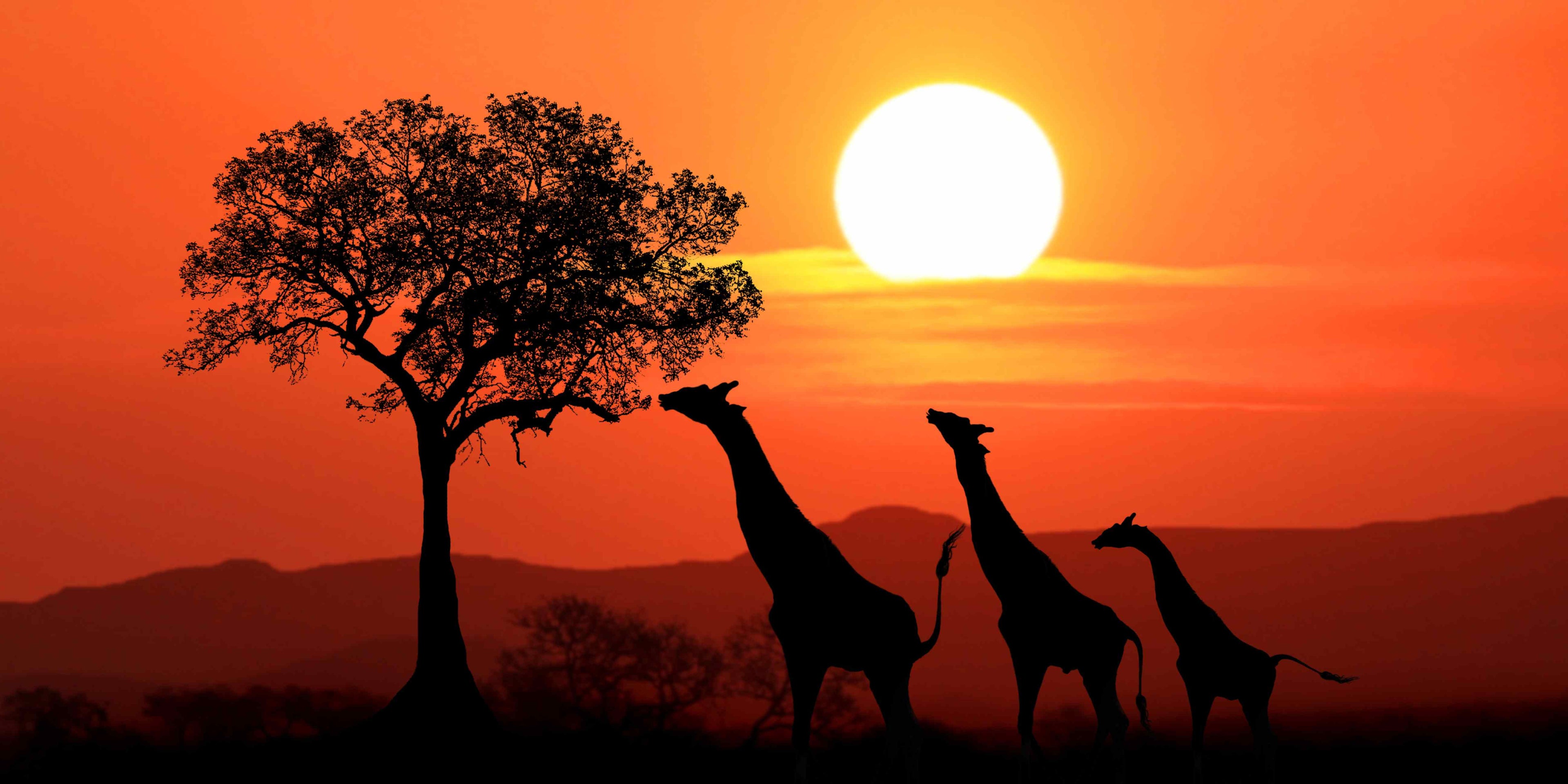 Katowice ✈️ Mombasa (28.10–04.11.25)